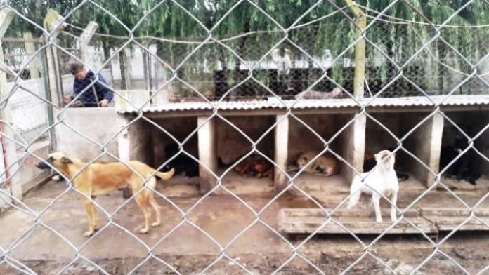 albergue canino