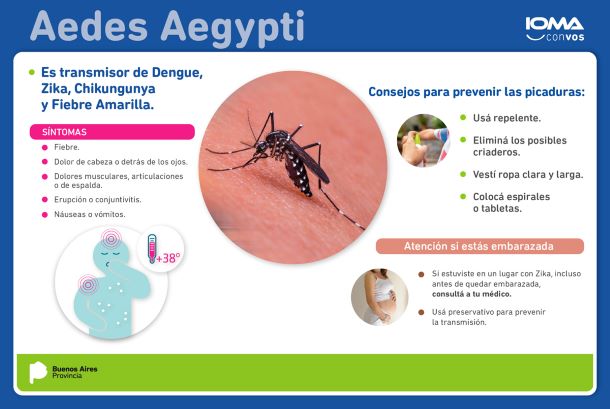info mosquito