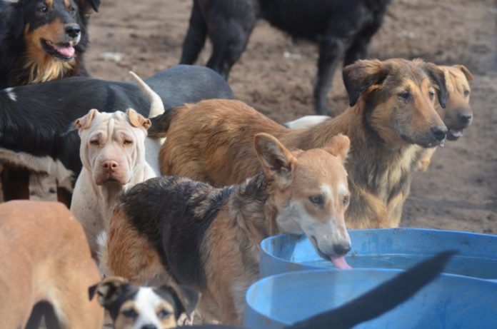 albergue-canino