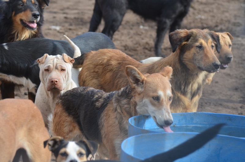 albergue-canino