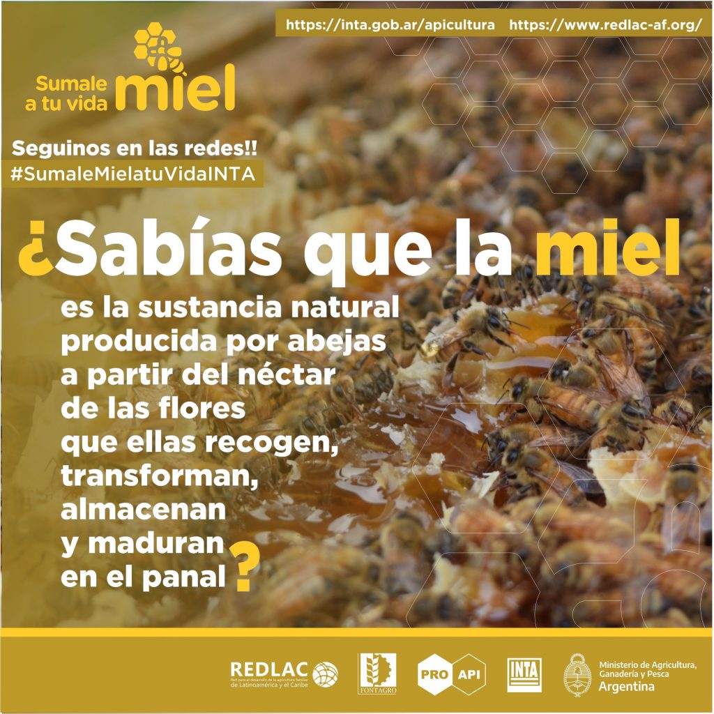 Semana de la Miel 2020: “Tal cual lo produce la abeja, llega a tu mesa”, destaca Palacio, del INTA, en exclusivo con ABC