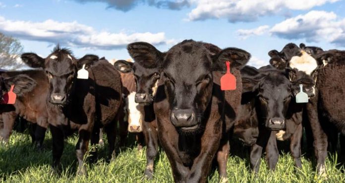 Producción-Bovina-900x480