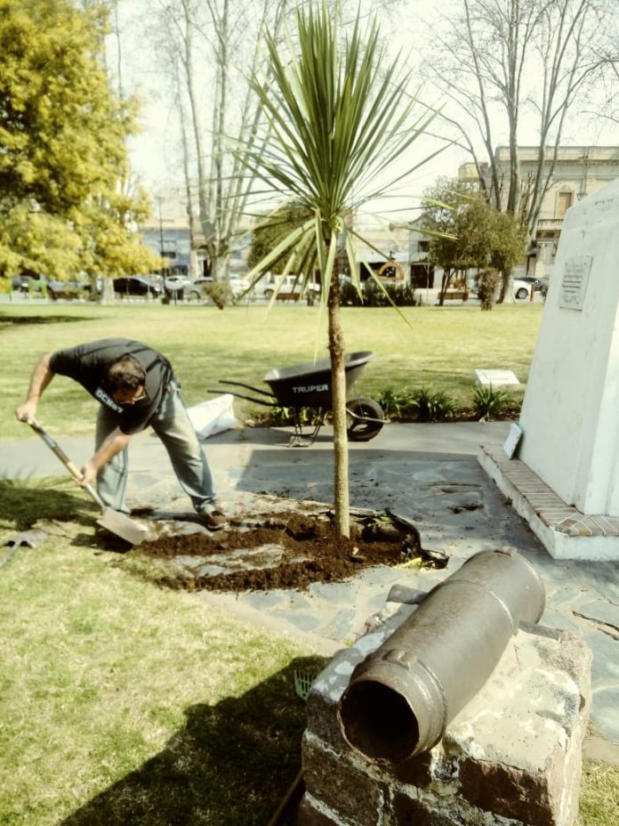 dracenas2