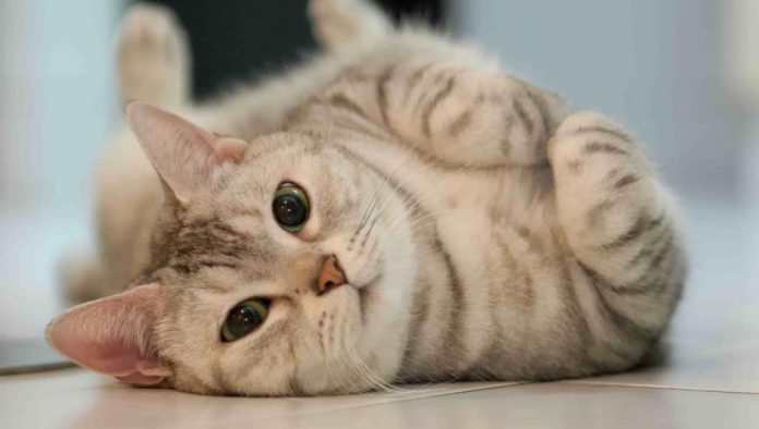 gato