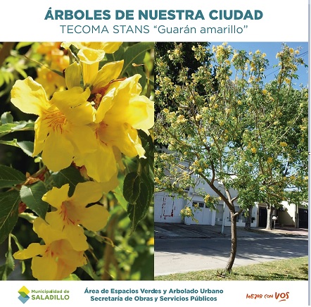 arboles