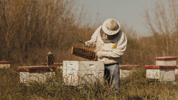 apicultores-senasa-624x351