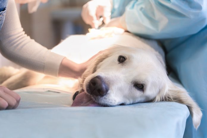esterilizar_a_tu_perro_ventajas_y_desventajas