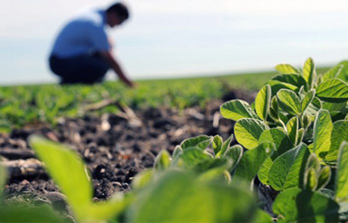 produccion-agropecuaria