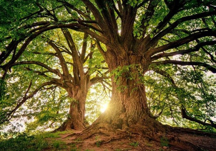 arbol