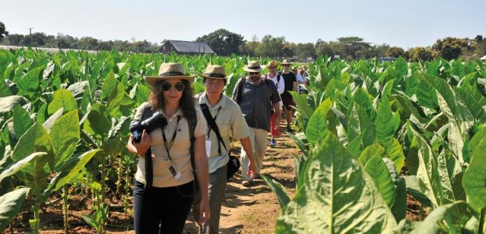 turismo-plantaciones-tabaco