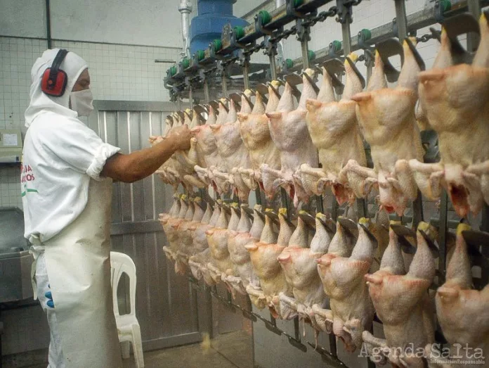 pollos