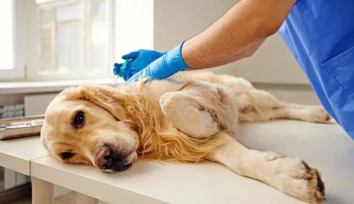Esterilizar-al-perro-ventajas-tiempos-y-consejos-utiles