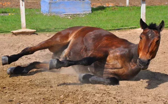 Encefalitis-equina-confirmacion-Argentina-SENASA-650x404-2