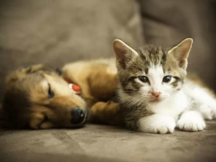beneficios-tener-mascota-en-casa