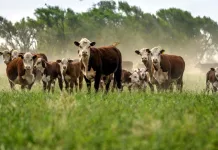 El Gobierno eliminó las retenciones para algunos productos agroindustriales