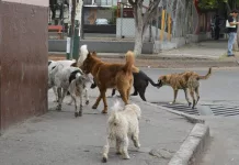 El municipio comenzara a «levantar» los perros de la calle