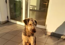 Buscamos a los dueños de este perrito !!!