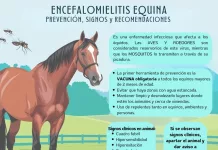 Encefalomielitis Equina | prevención, signos y recomendaciones