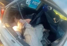 Roban chanchas en el establecimiento La Biznaga