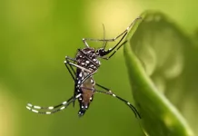 Nuevo caso sospechoso de dengue, virus zika, fiebre chikungunya y fiebre