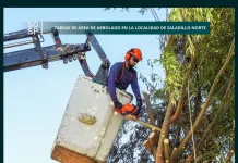 Saladillo Norte || se realizan tareas de poda correctiva