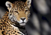 Argentinos viajan a Bolivia a cazar jaguares de la Amazonía