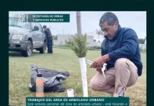 Trabajos del área de arbolado urbano