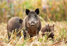 El gobierno bonaerense autorizó la caza de jabalí en toda la provincia: “Especie exótica invasora”