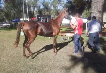 Cazón sigue siendo elegido para la fecha nacional de endurance