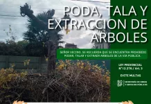 Municipalidad de Saladillo || Comunica que se encuentra prohibido la poda, talar y extraer arboles de la vía pública