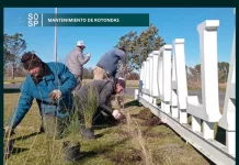 Personal del área de espacios verdes esta semana llevó a cabo trabajos de plantación en la Rotonda del «Cristo»