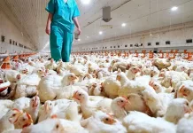 Argentina tuvo que suspender las exportaciones por un brote de gripe aviar