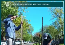 Área de Arbolado Urbano || Está llevando a cabo la plantación de Jacarandas, lapachos y Acer saccharinum