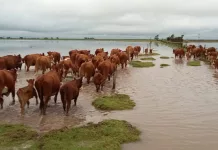 Información para la solicitud de declaración de emergencia agropecuaria