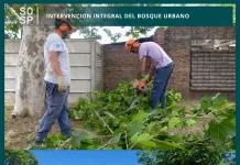 INTERVENCION INTEGRAL DEL BOSQUE URBANO