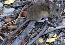 El Boletín Epidemiológico Nacional indicó un aumento en los casos de hantavirus