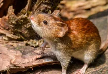 Campaña de prevención hantavirus || La Dirección de Bromatología y Zoonosis se realiza la entrega gratuita de cebos/veneno para roedores