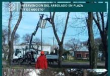 Personal del área de arbolado urbano realizó tareas sobre los árboles de la mencionada plaza de la localidad de Polvaredas