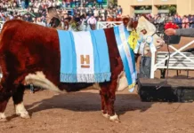 “Clarita”, la vaca de la cabaña Santa Rita la gran campeona